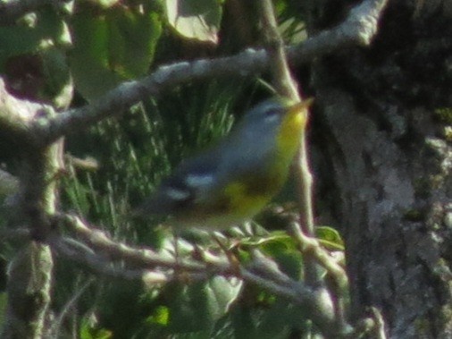 Northern Parula - ML620385411