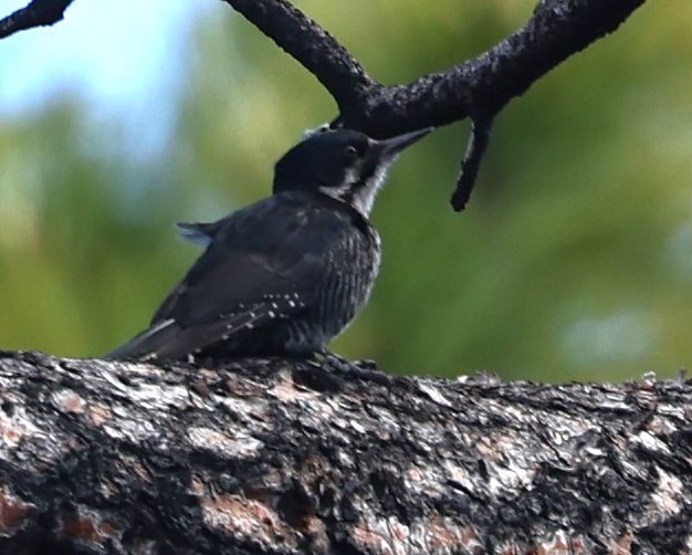 Black-backed Woodpecker - ML620385416