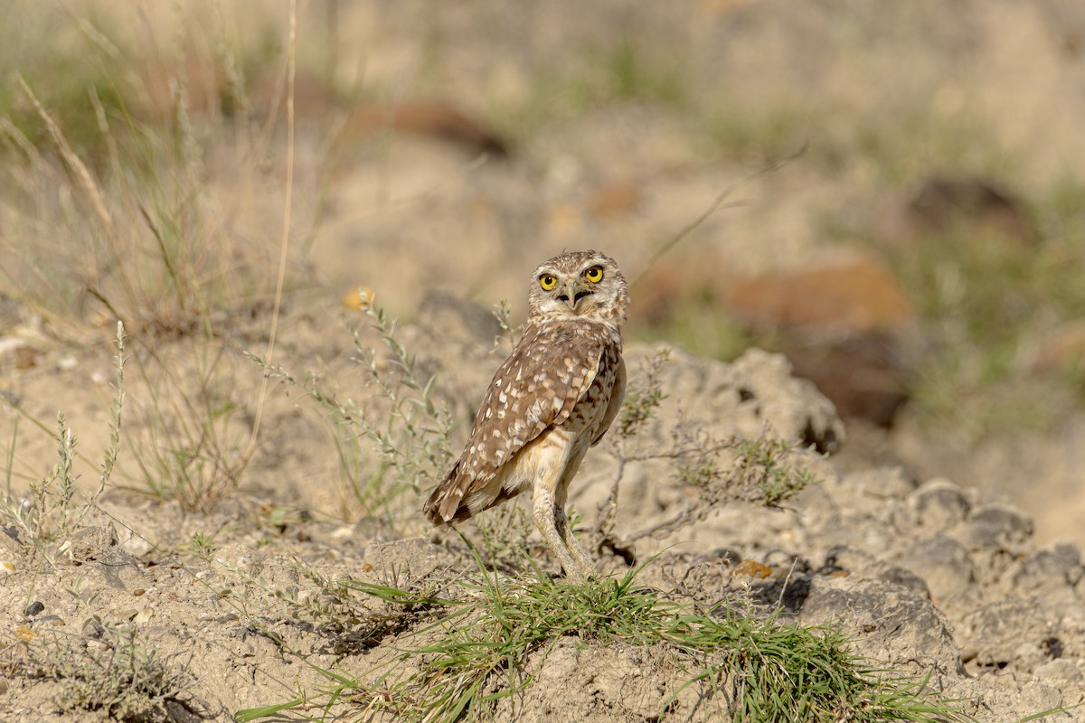 Burrowing Owl - ML620385417