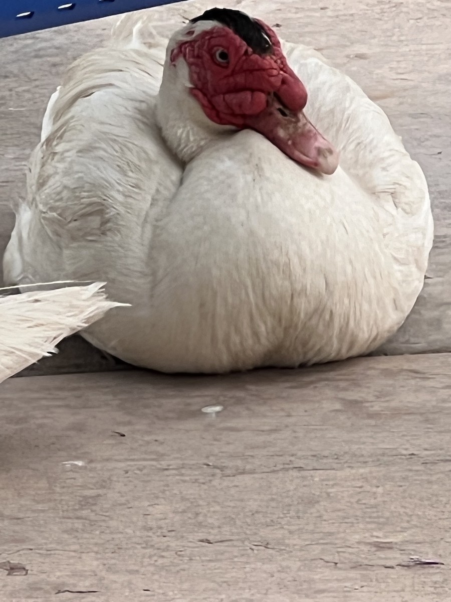 Muscovy Duck (Domestic type) - ML620385432