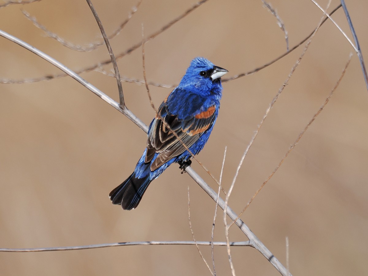 Blue Grosbeak - ML620385438