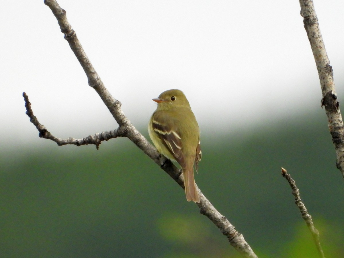 Yellow-bellied Flycatcher - ML620385439