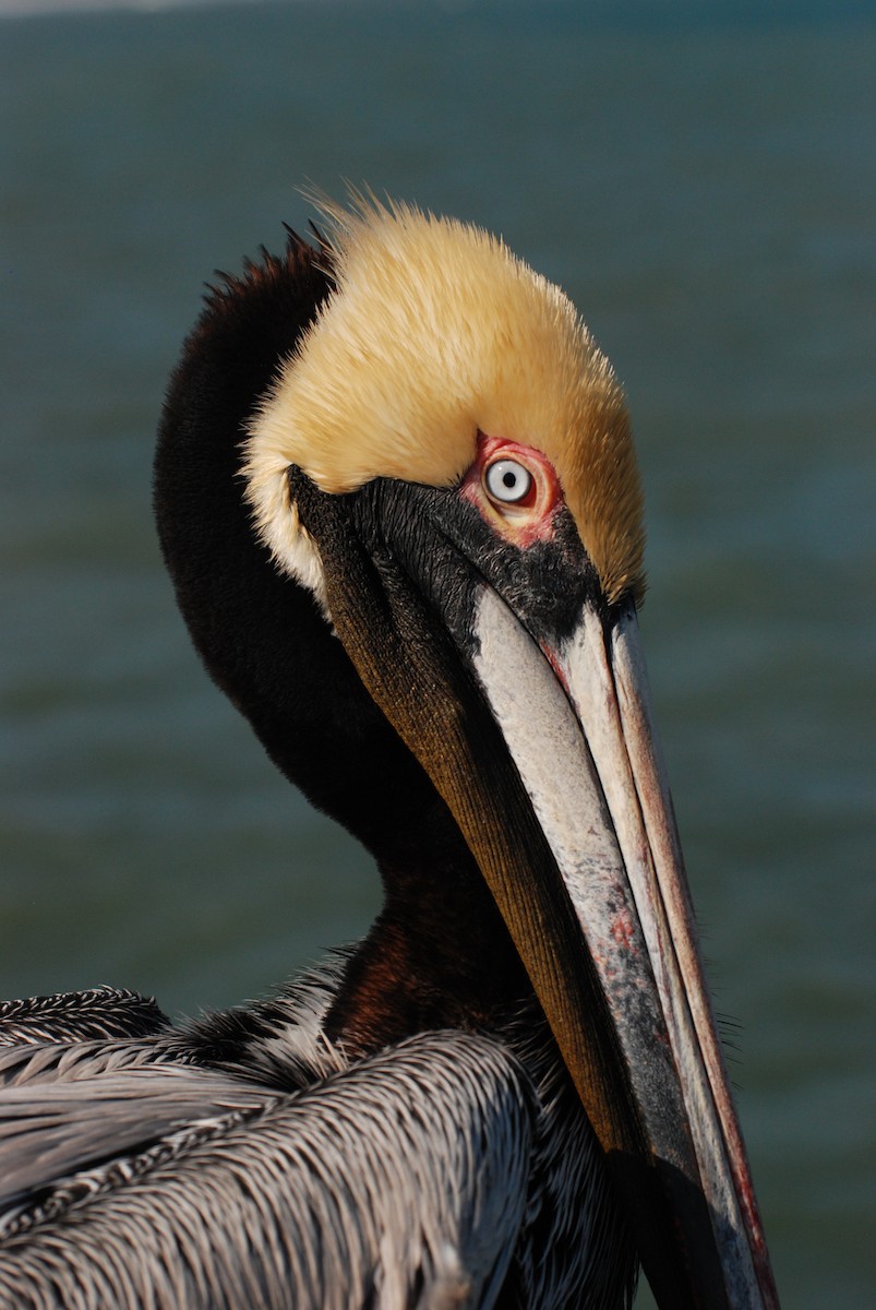 pelikán hnědý - ML620385441