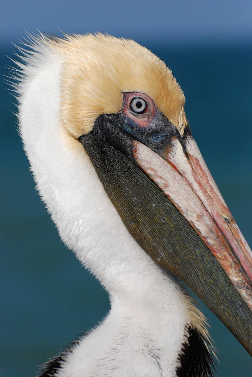 pelikán hnědý - ML620385442