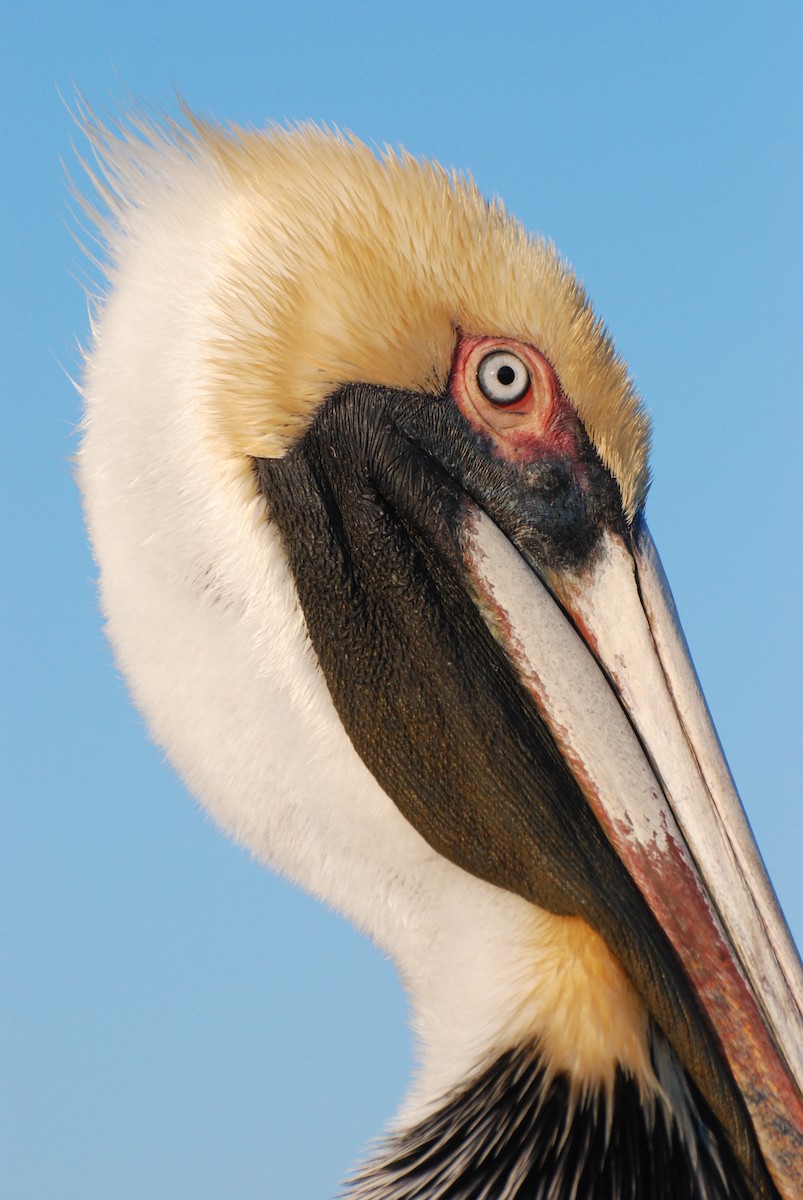 pelikán hnědý - ML620385444