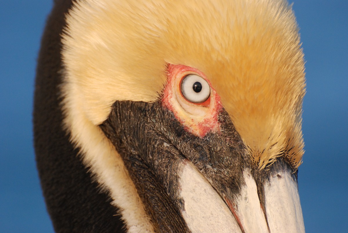 pelikán hnědý - ML620385446