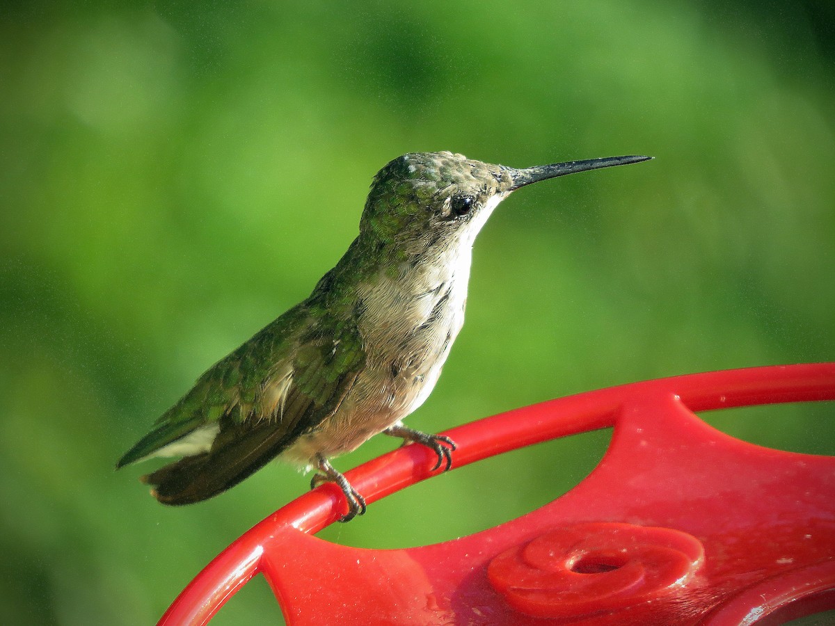 Ruby-throated Hummingbird - ML620385454