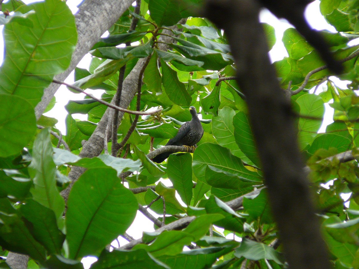 African Green-Pigeon - ML620385457