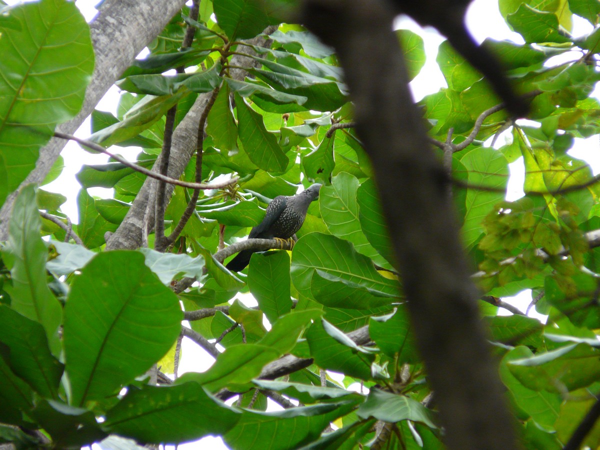 African Green-Pigeon - ML620385458