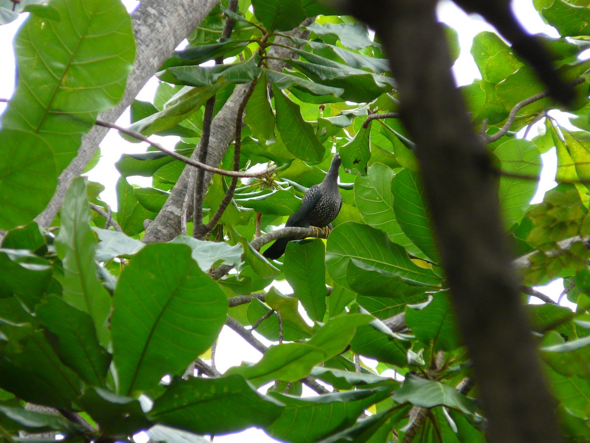 African Green-Pigeon - ML620385459