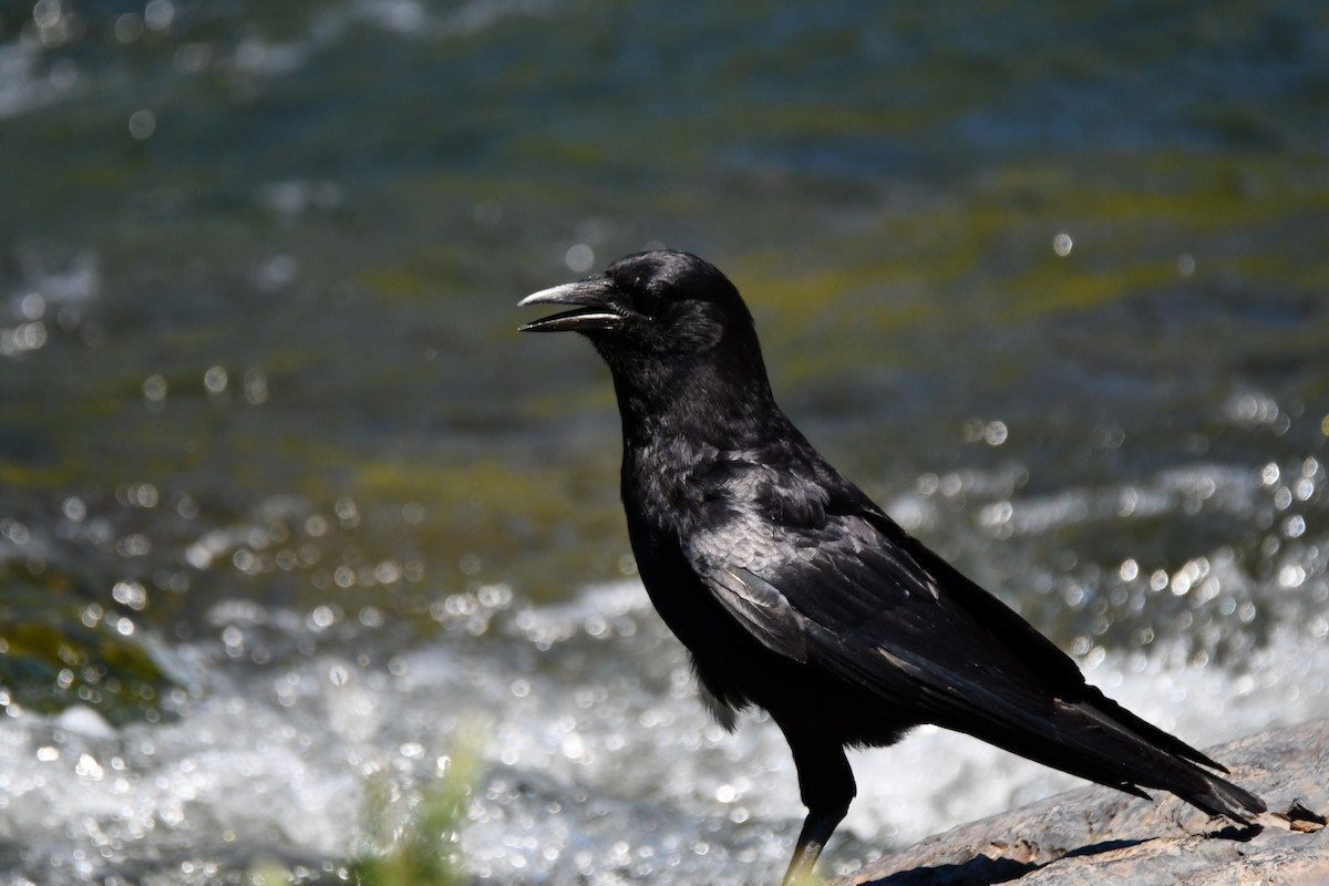 American Crow - ML620385470