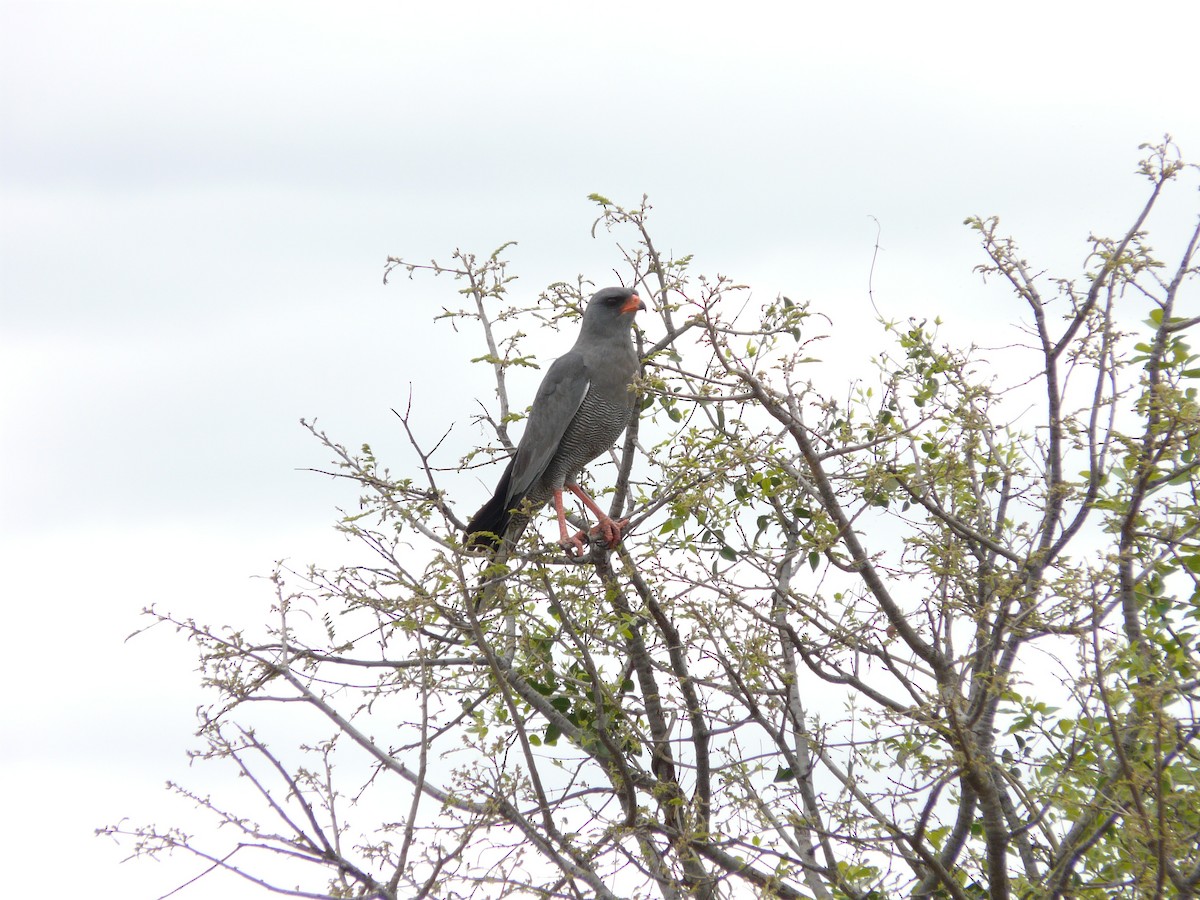 Dark Chanting-Goshawk - ML620385475