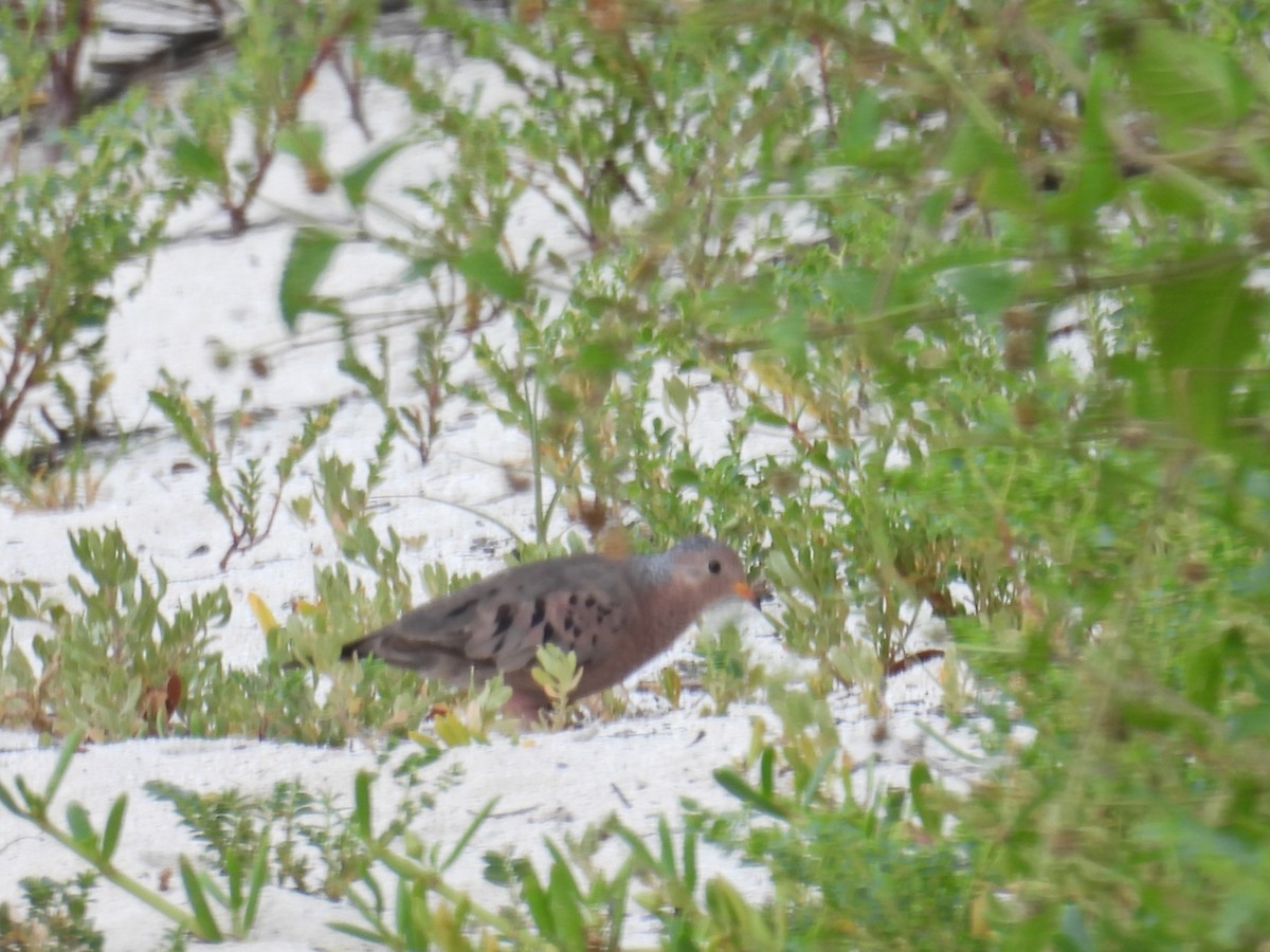 Common Ground Dove - c c