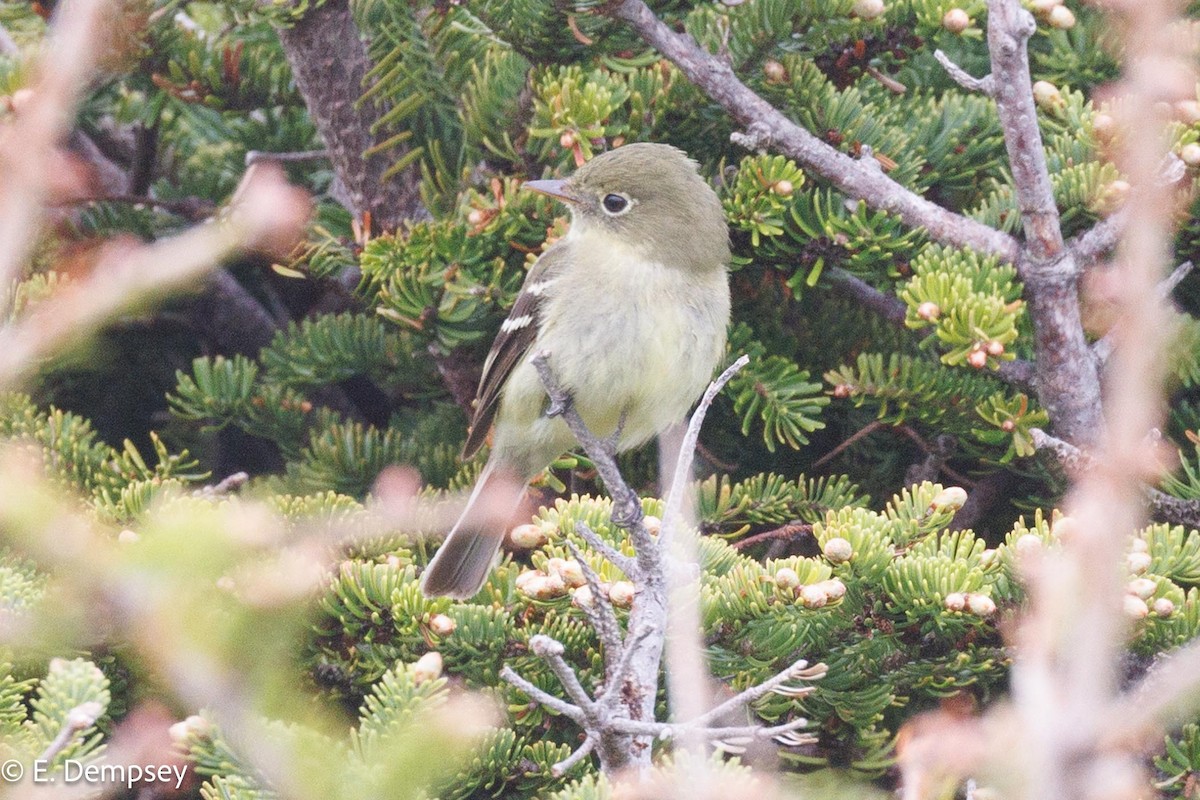 Yellow-bellied Flycatcher - ML620385480