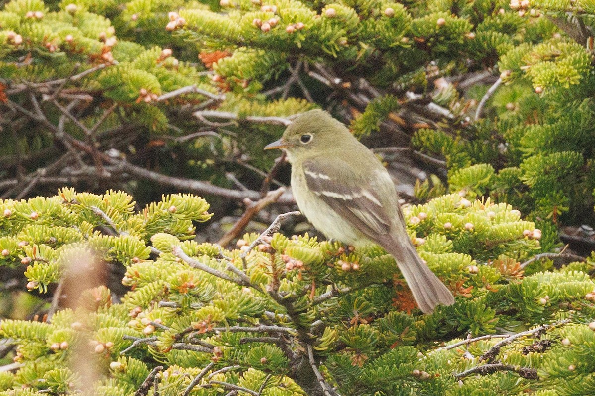 Moucherolle à ventre jaune - ML620385482