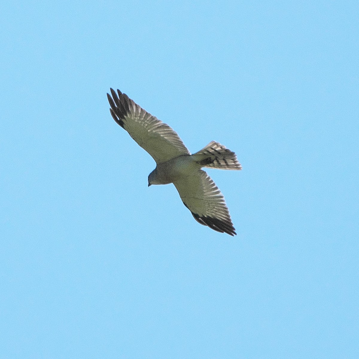 Chinese Sparrowhawk - ML620385484