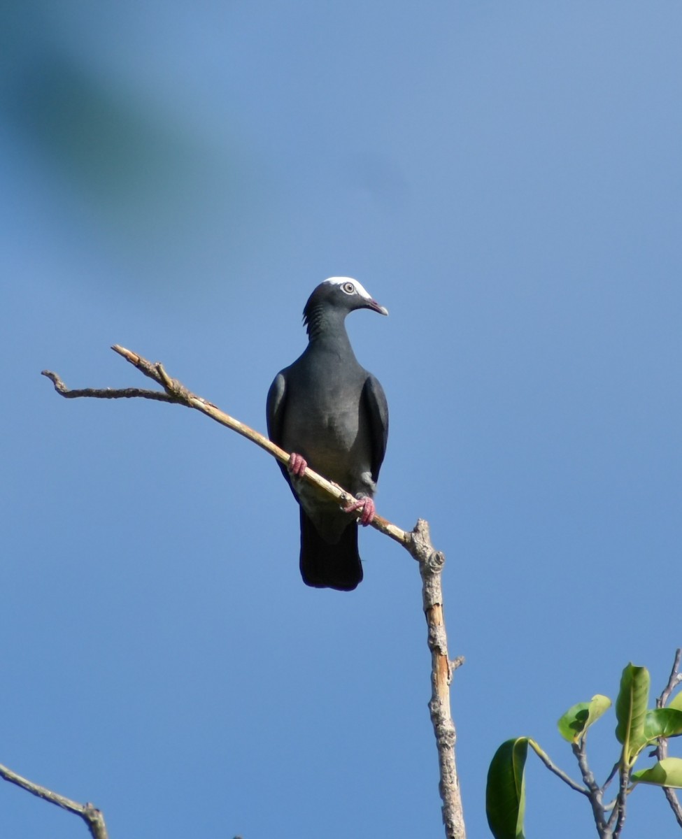 White-crowned Pigeon - ML620385491