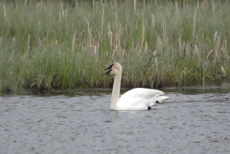 Trumpeter Swan - ML620385499