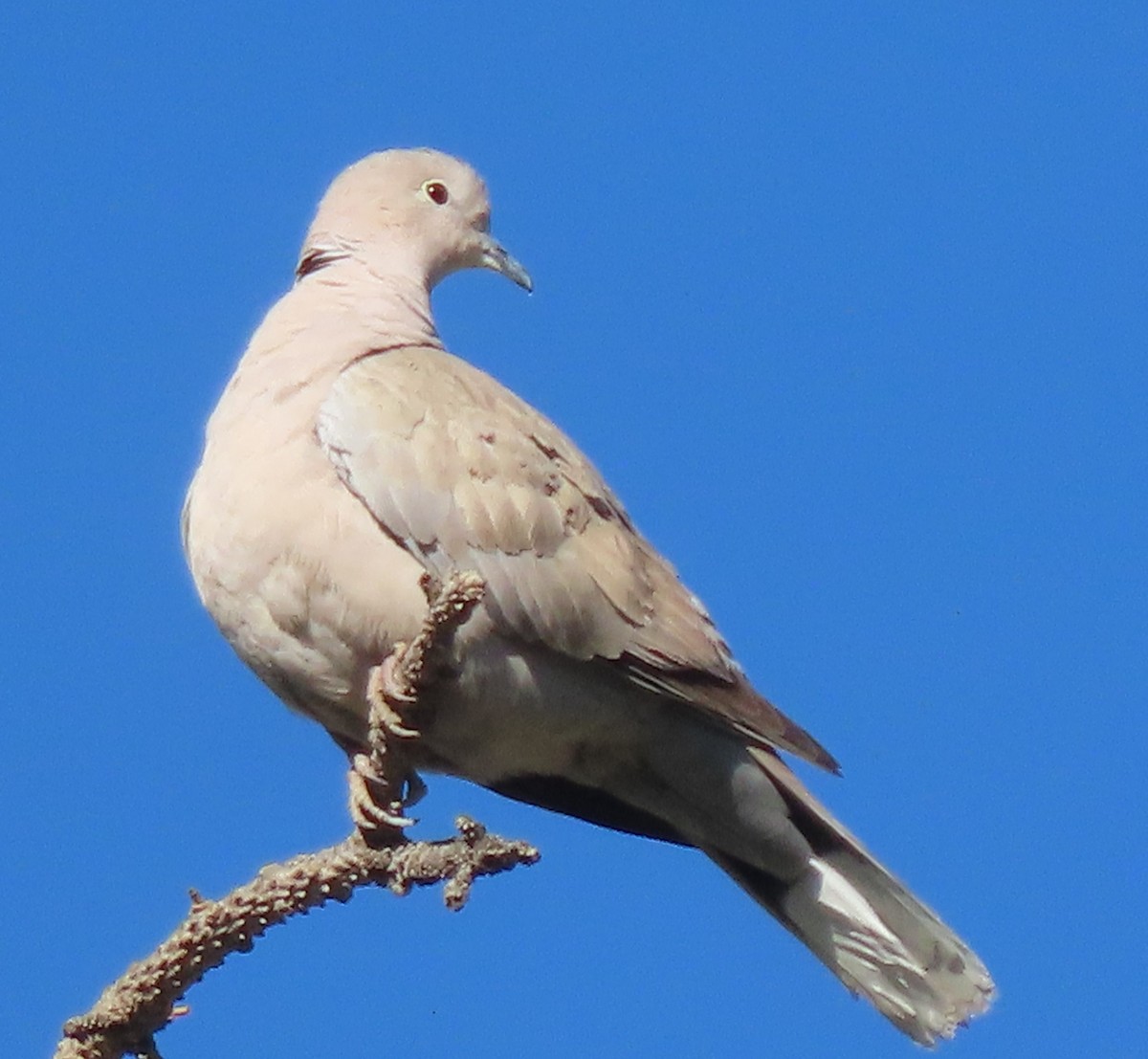 Eurasian Collared-Dove - ML620385513