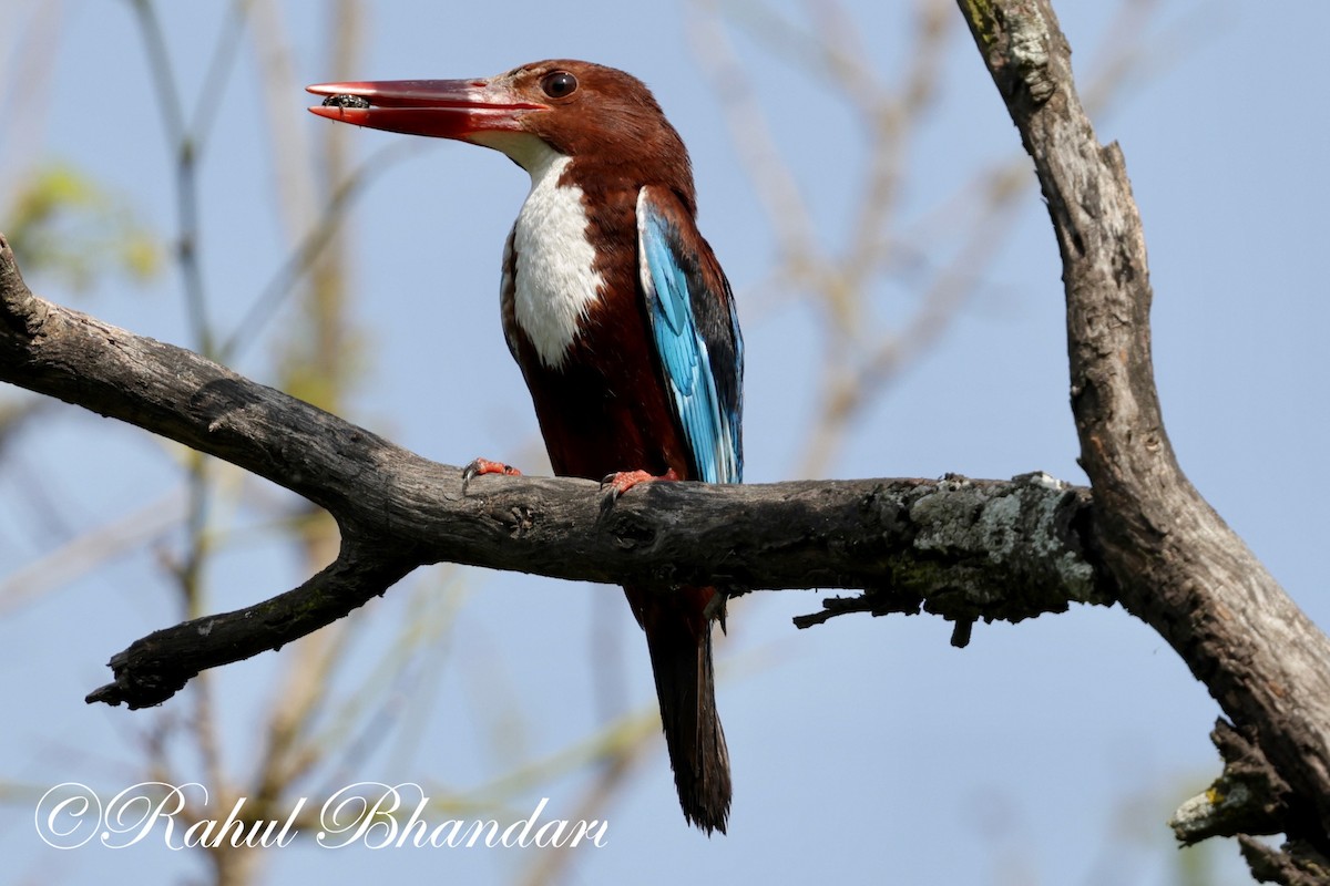 White-throated Kingfisher - ML620385521