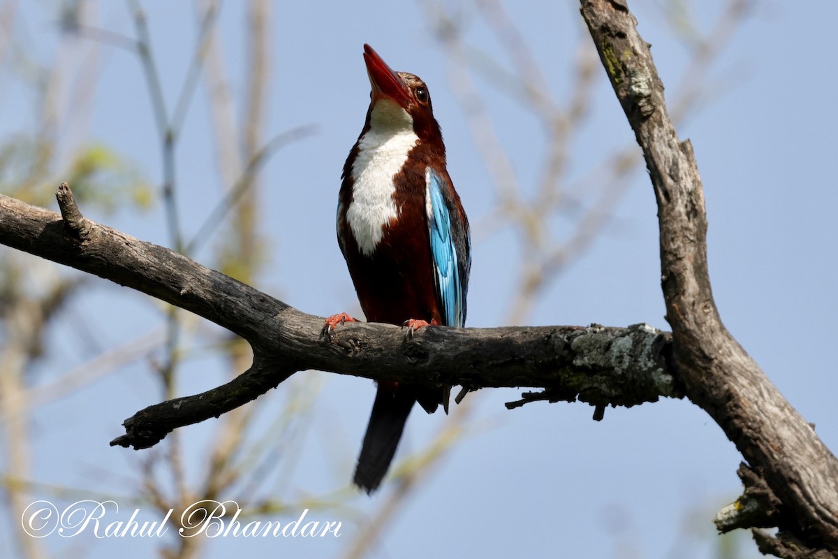 White-throated Kingfisher - ML620385524