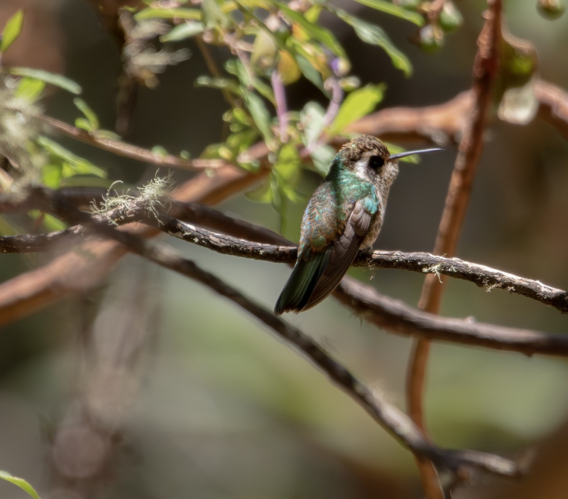 White-eared Hummingbird - ML620385531
