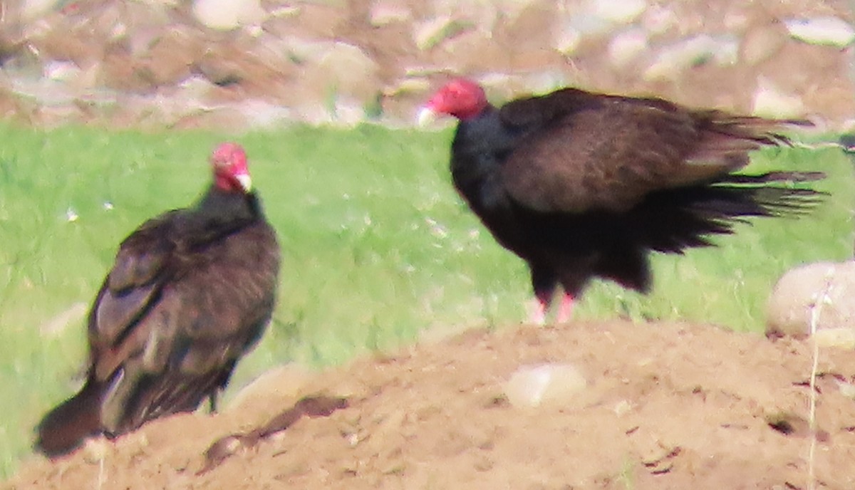 Turkey Vulture - ML620385533