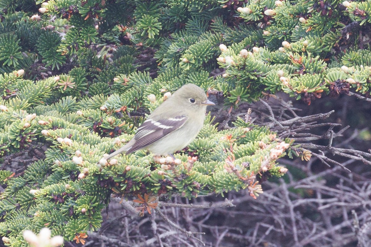 Yellow-bellied Flycatcher - ML620385548