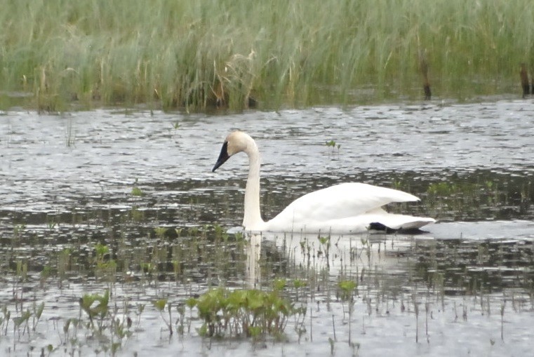 Trumpeter Swan - ML620385553