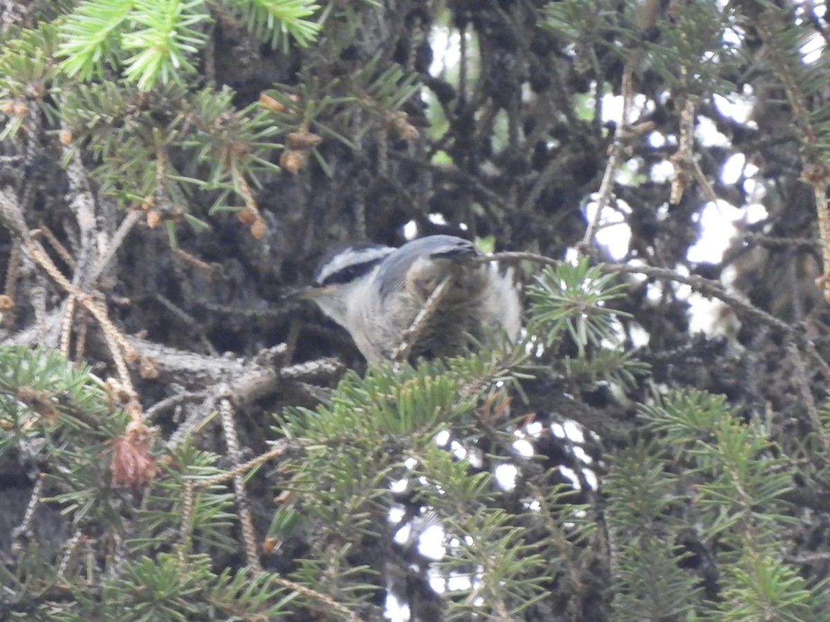 Red-breasted Nuthatch - ML620385571