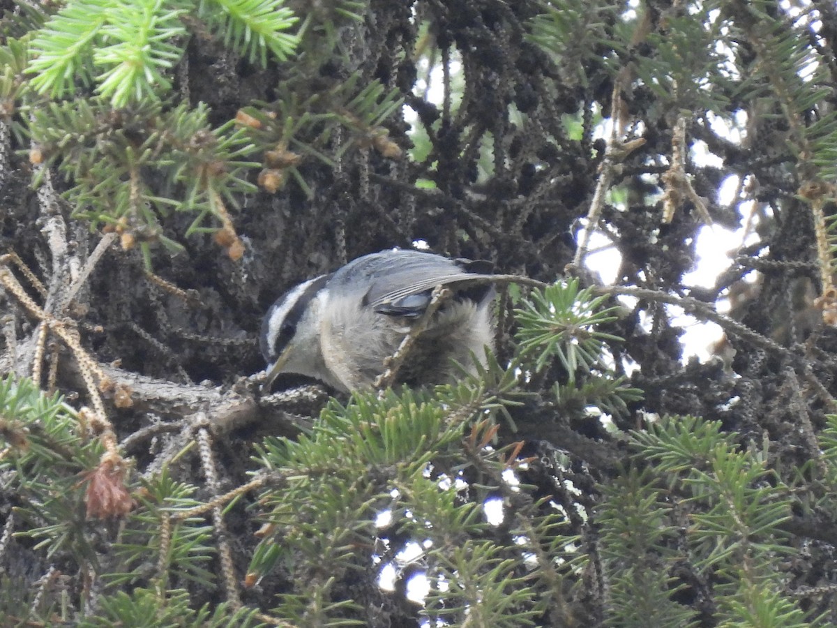 Red-breasted Nuthatch - ML620385572
