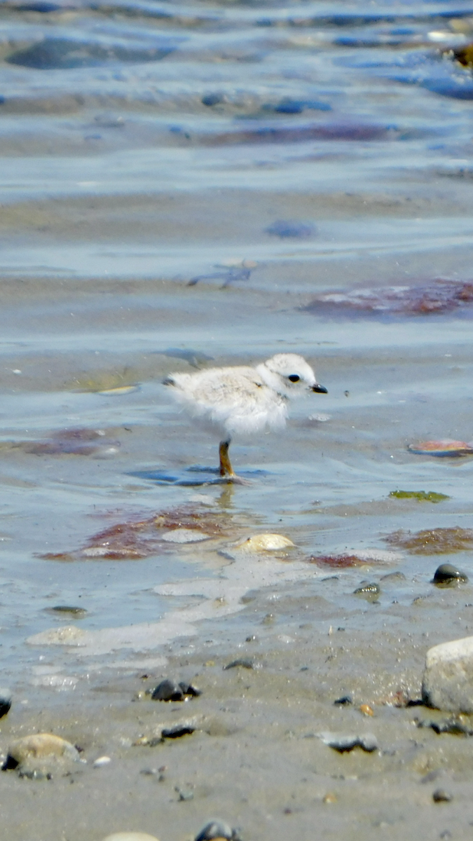 Piping Plover - ML620385575