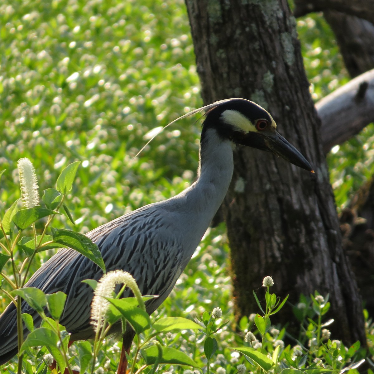 シラガゴイ - ML620385577