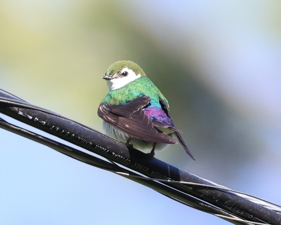 Violet-green Swallow - Peter Dunn