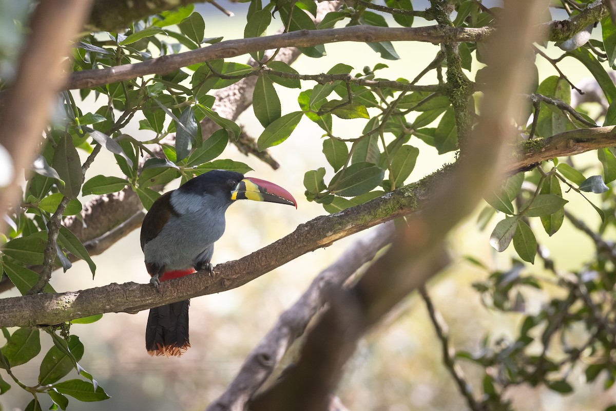 Gray-breasted Mountain-Toucan - ML620385593