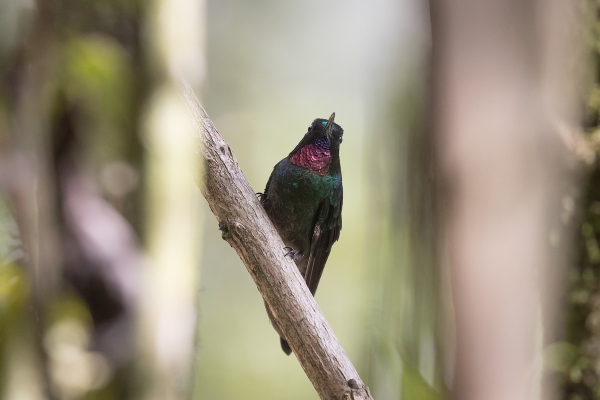 Colibrí Turmalina - ML620385599