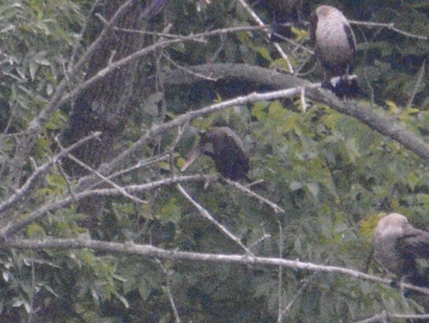 Neotropic Cormorant - ML620385600