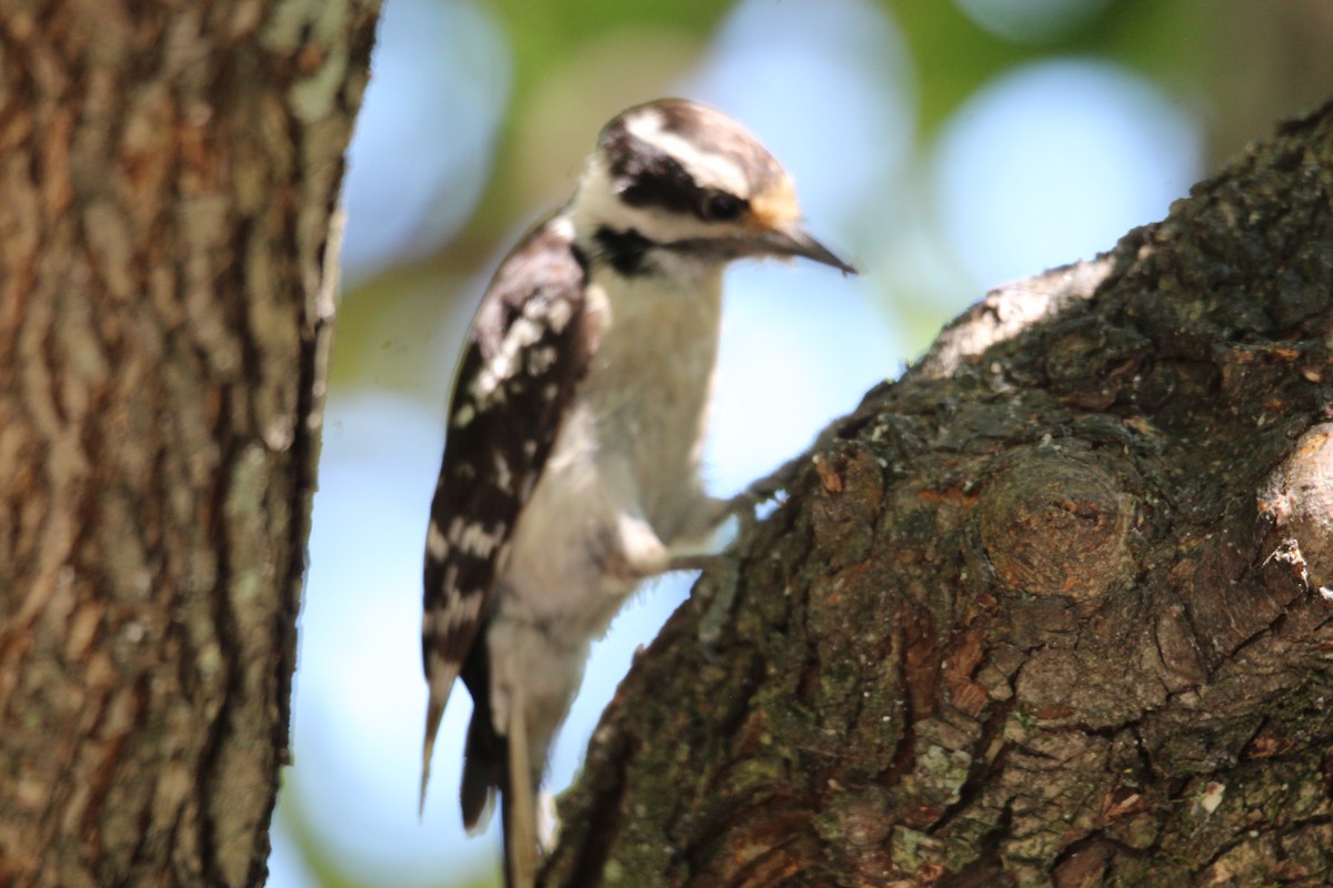 Downy Woodpecker - George Dokes