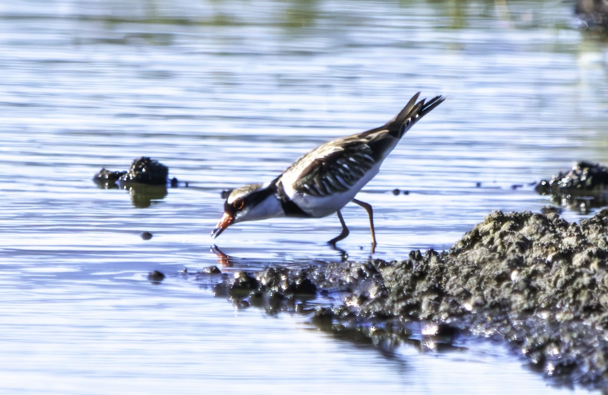 Black-fronted Dotterel - ML620385611