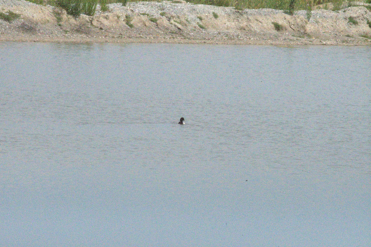 Lesser Scaup - ML620385616