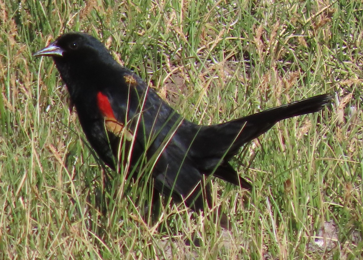 Red-winged Blackbird - ML620385622