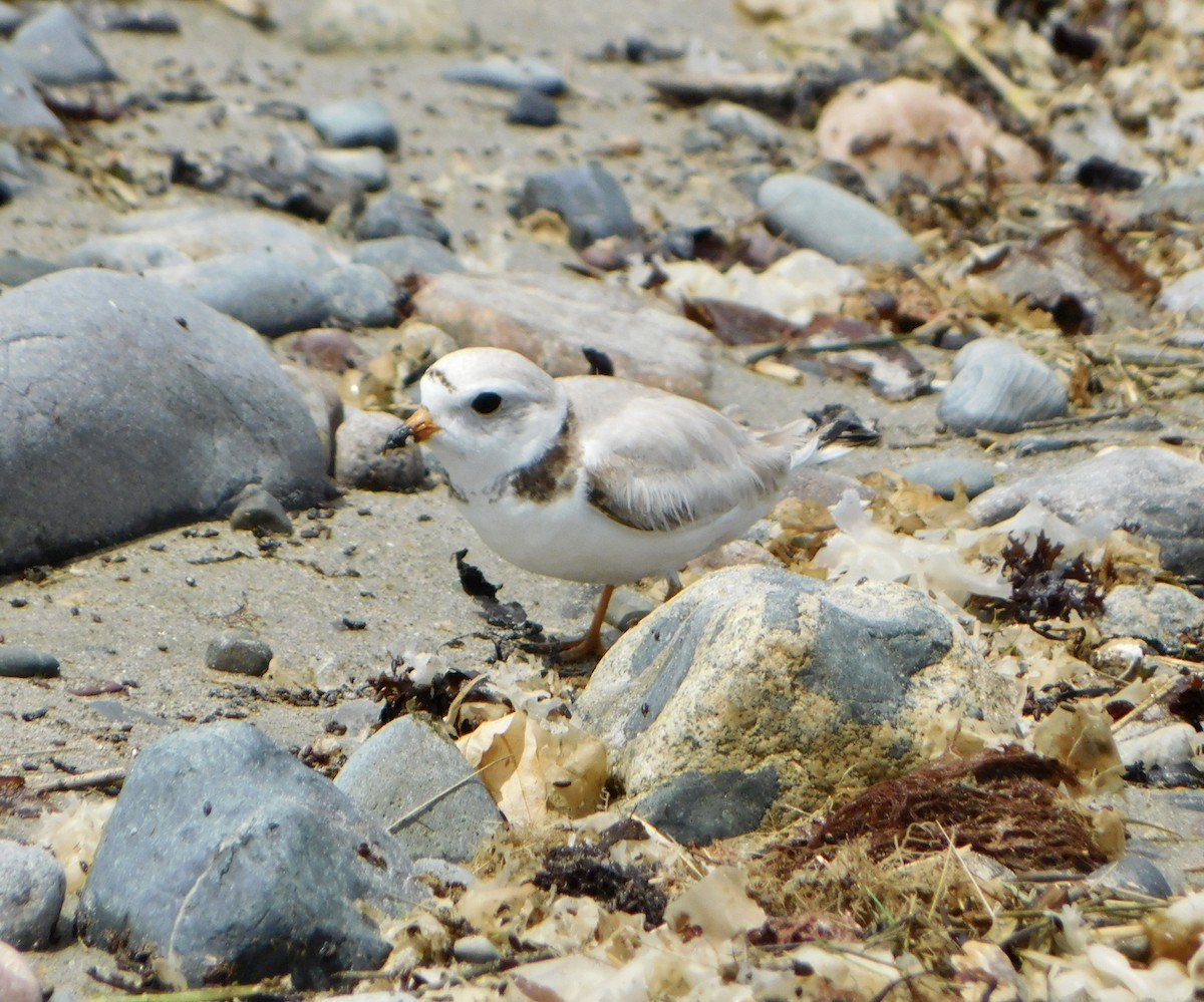 Piping Plover - ML620385630