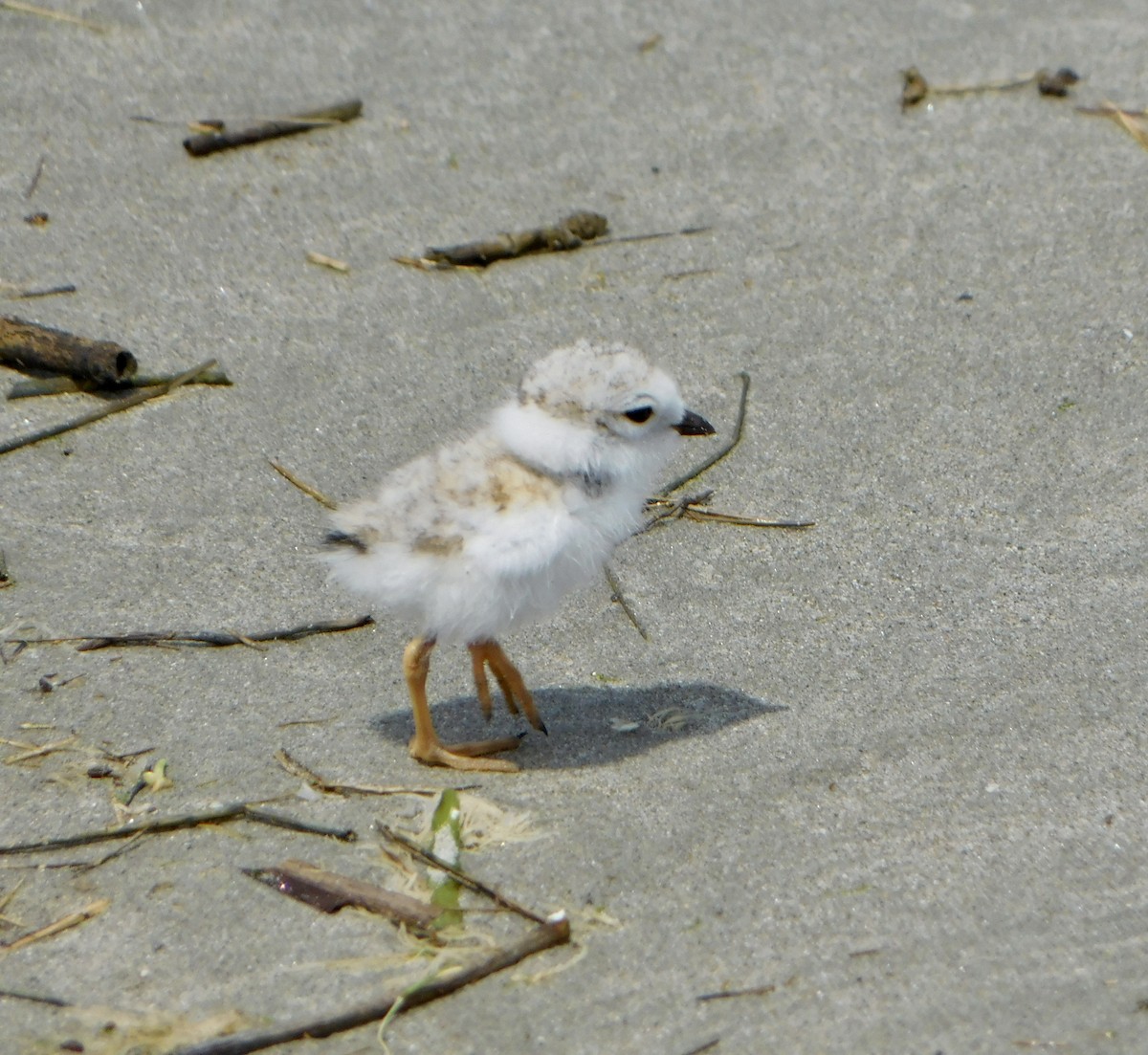 Piping Plover - ML620385632