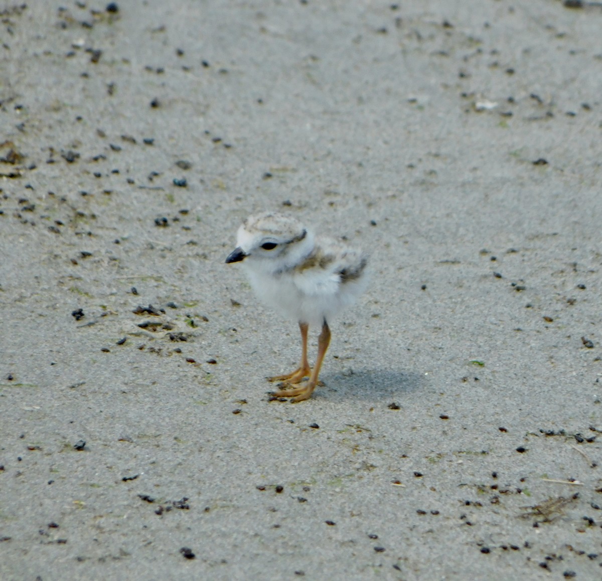 Piping Plover - ML620385633