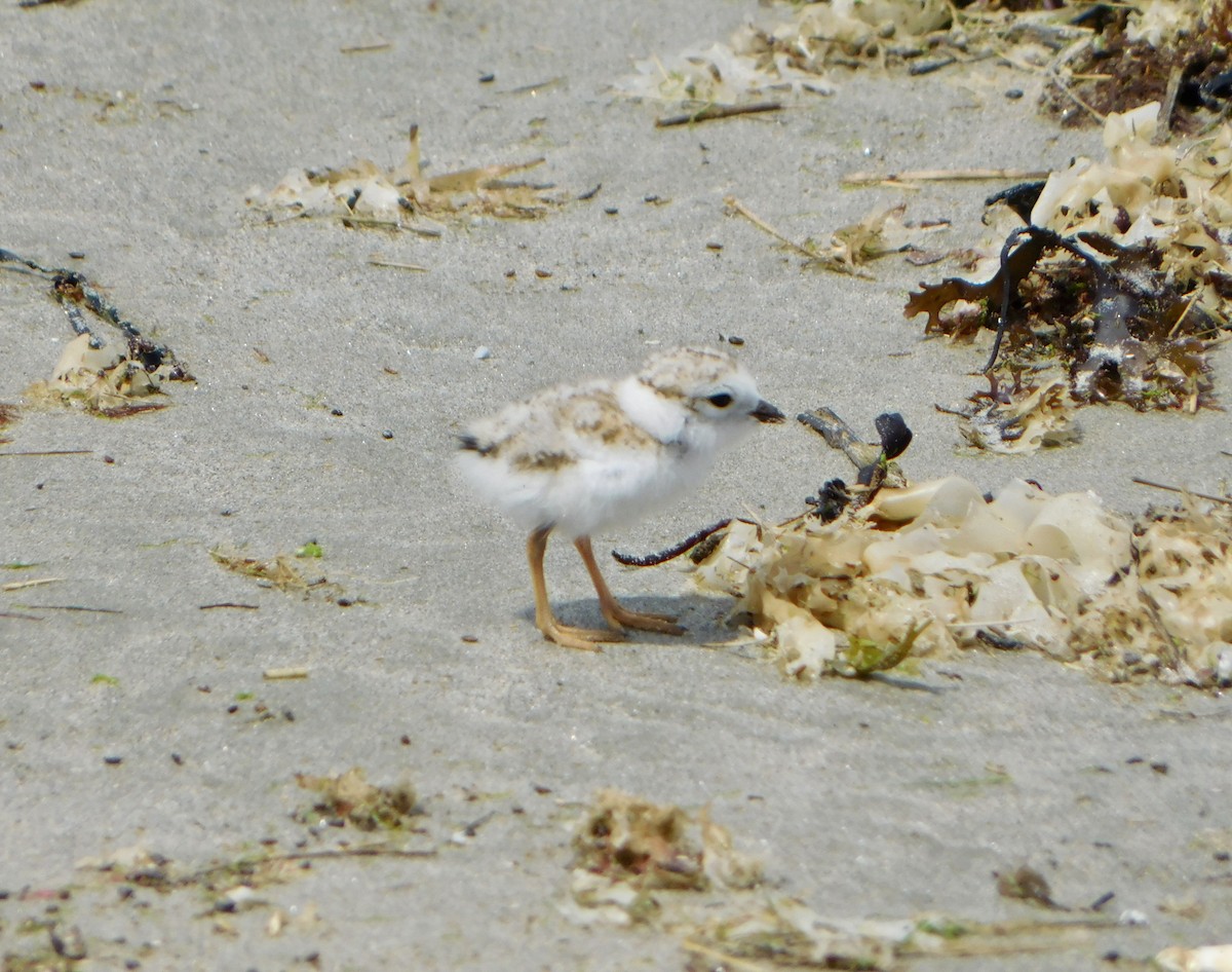 Piping Plover - ML620385634