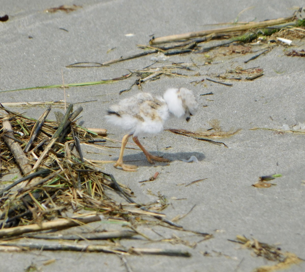 Piping Plover - ML620385635