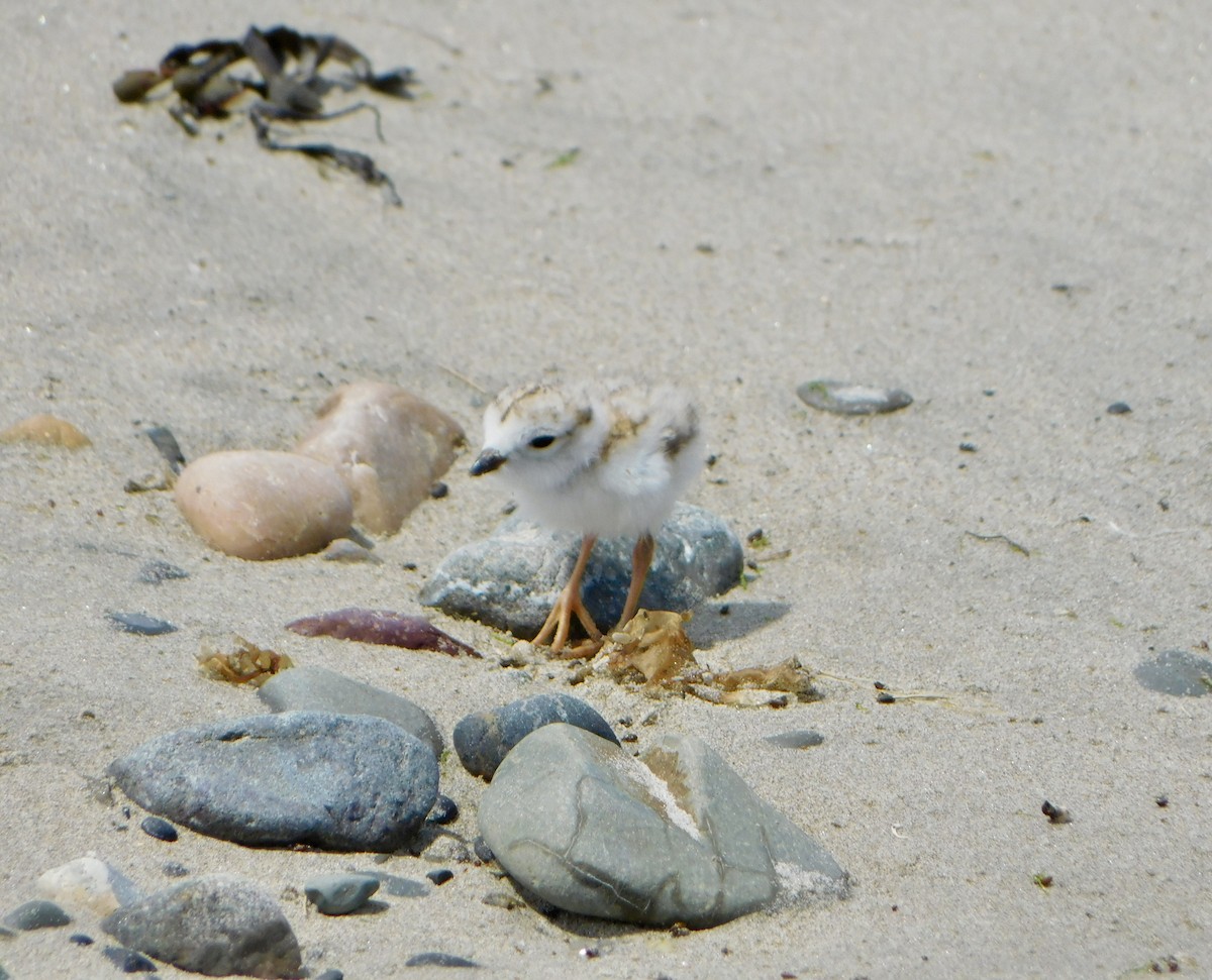 Piping Plover - ML620385636