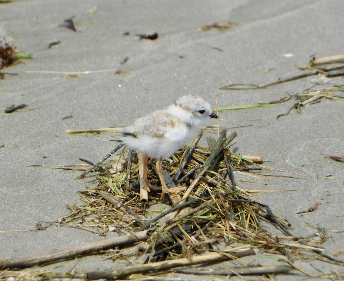 Piping Plover - ML620385637