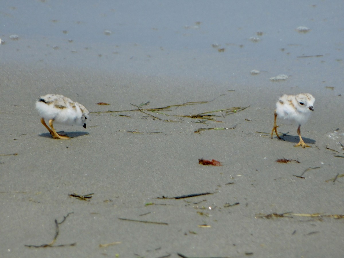 Piping Plover - ML620385638