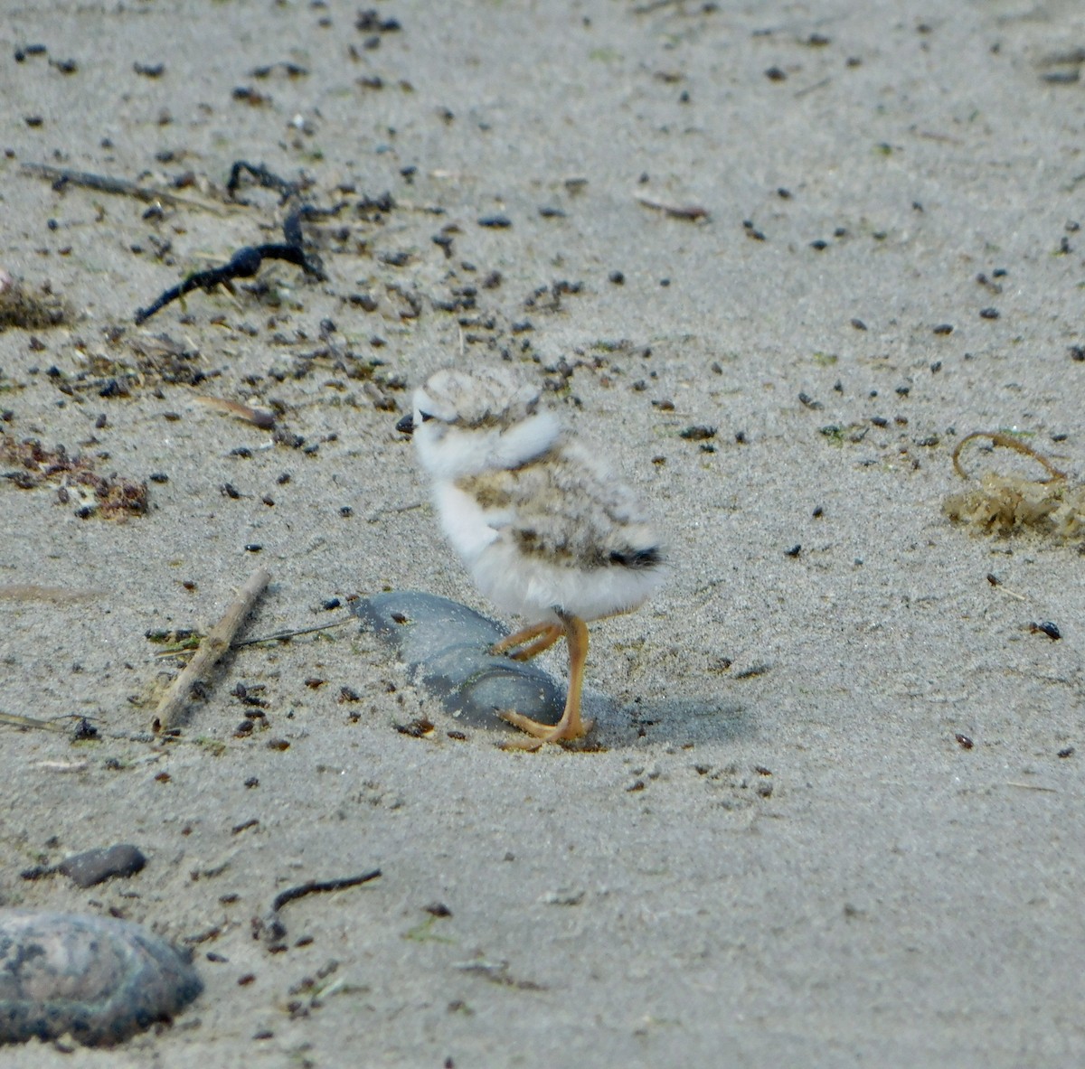 Piping Plover - ML620385639